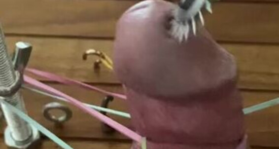 Ladydarkangeluk Onlyfans Cock Trapped And Tickled With Spikes Missing My Bestie Miss Courtney Loads Can T Wait For Dec